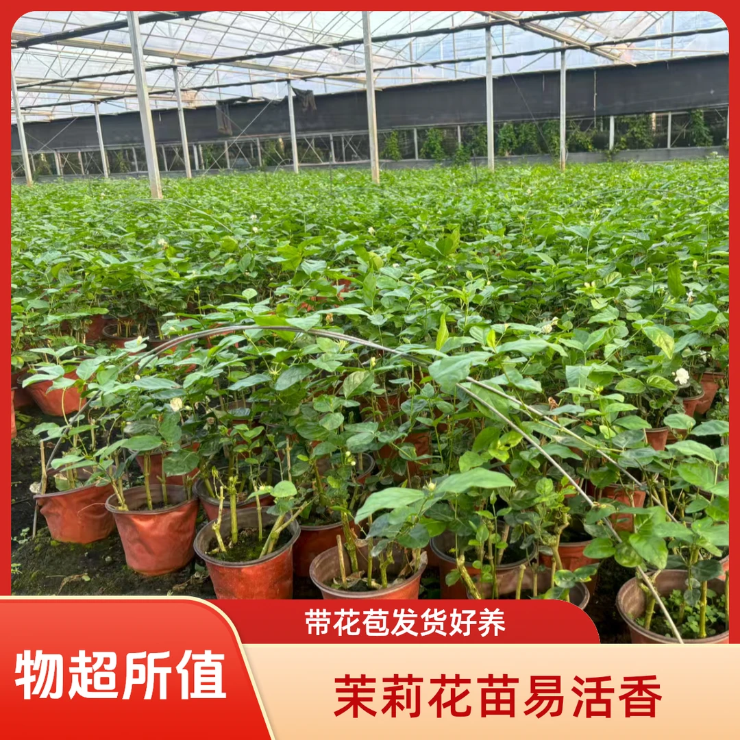 茉莉花苗带花苞重瓣茉莉花盆栽室内外种植开花好养活