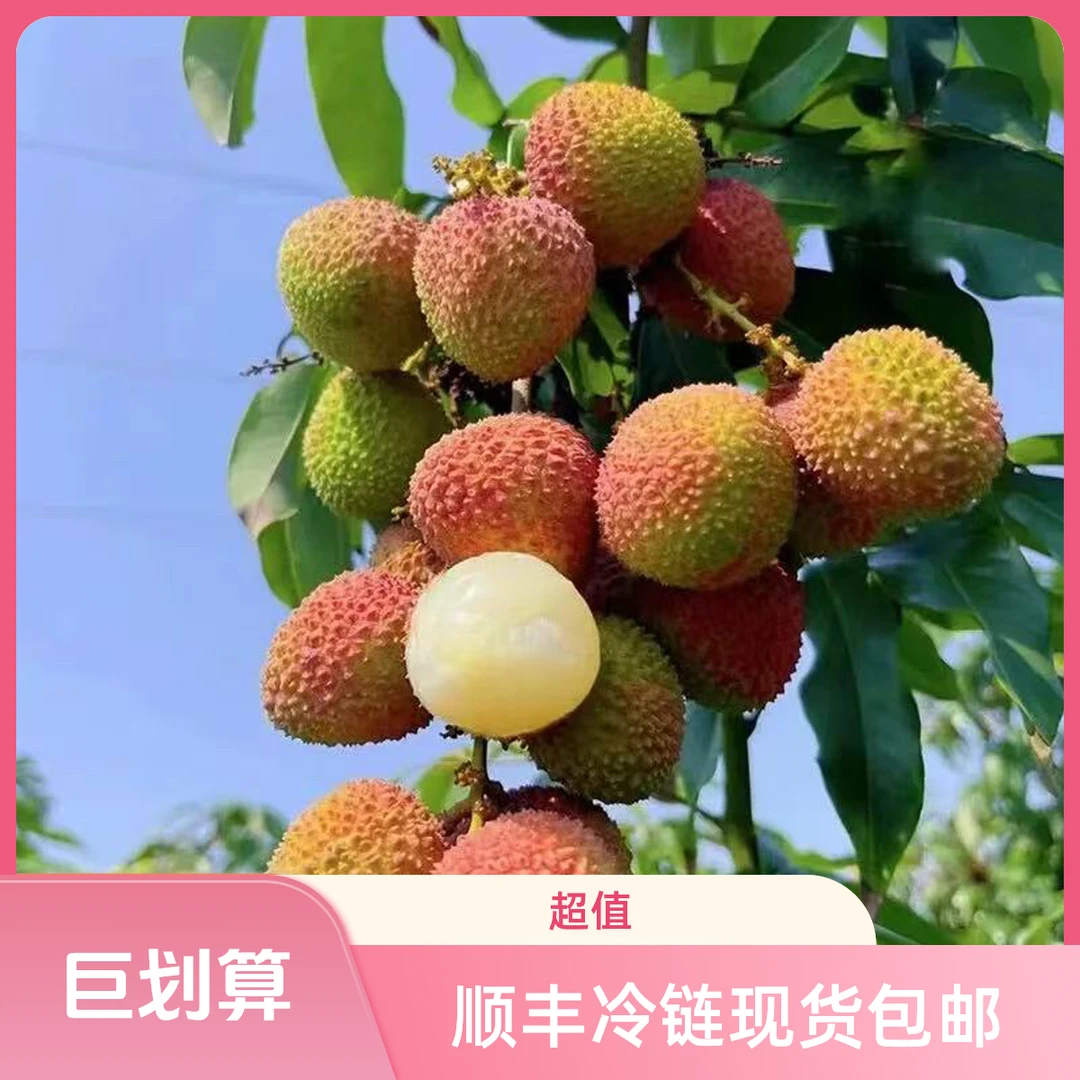 【顺丰发货】现货妃子笑荔枝头茬新鲜现摘核小肉厚香甜应季水果