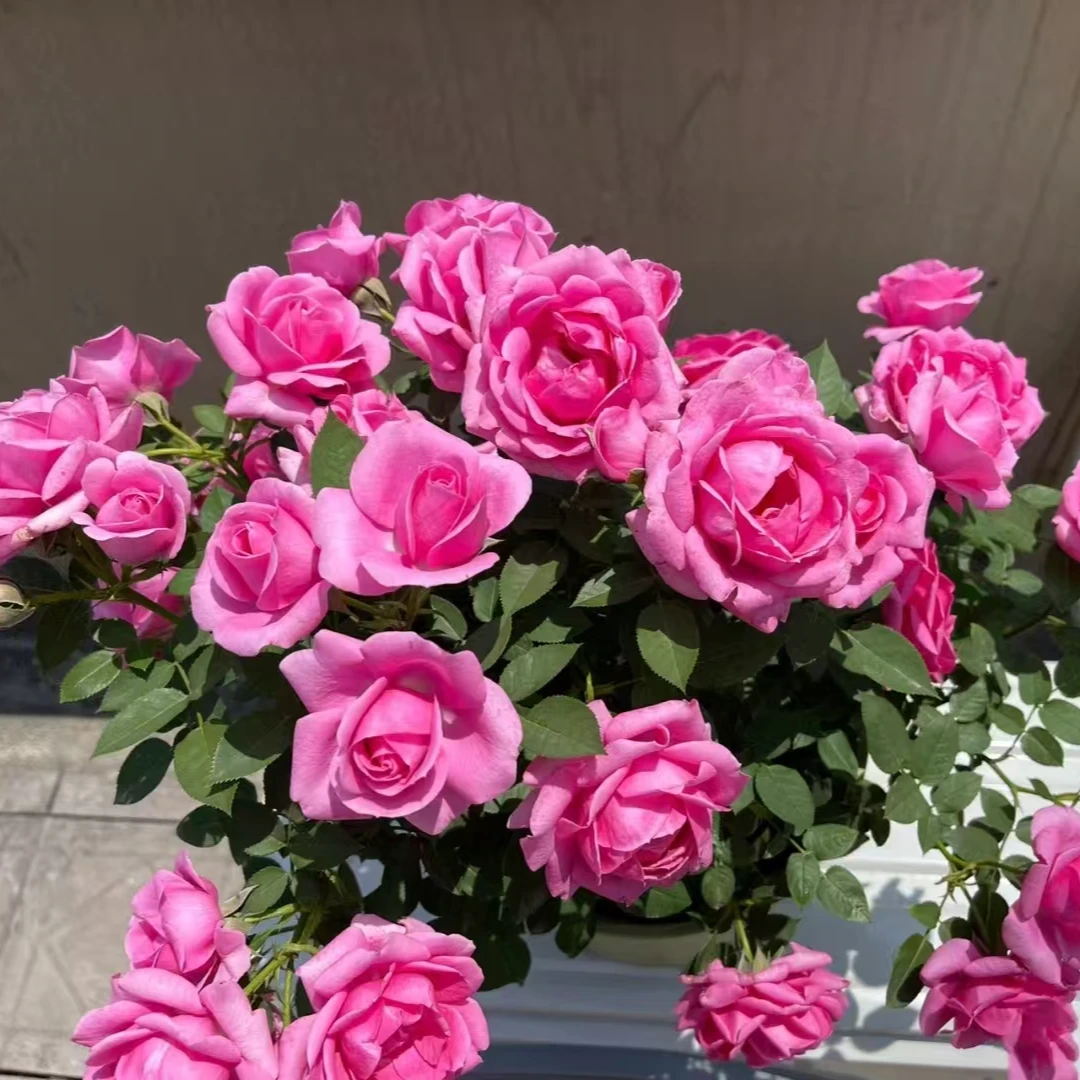 G【淑女】粉色月季 阳台庭院盆栽花卉 多季节重复开花 好养