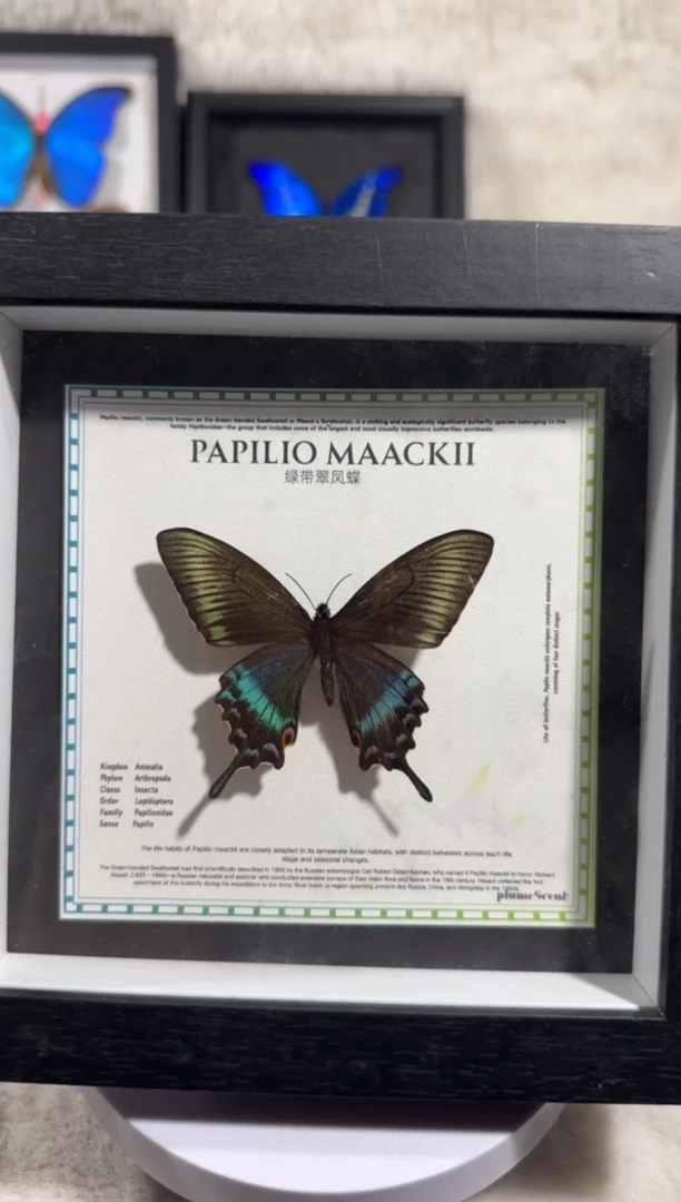 有机玻璃小绿带