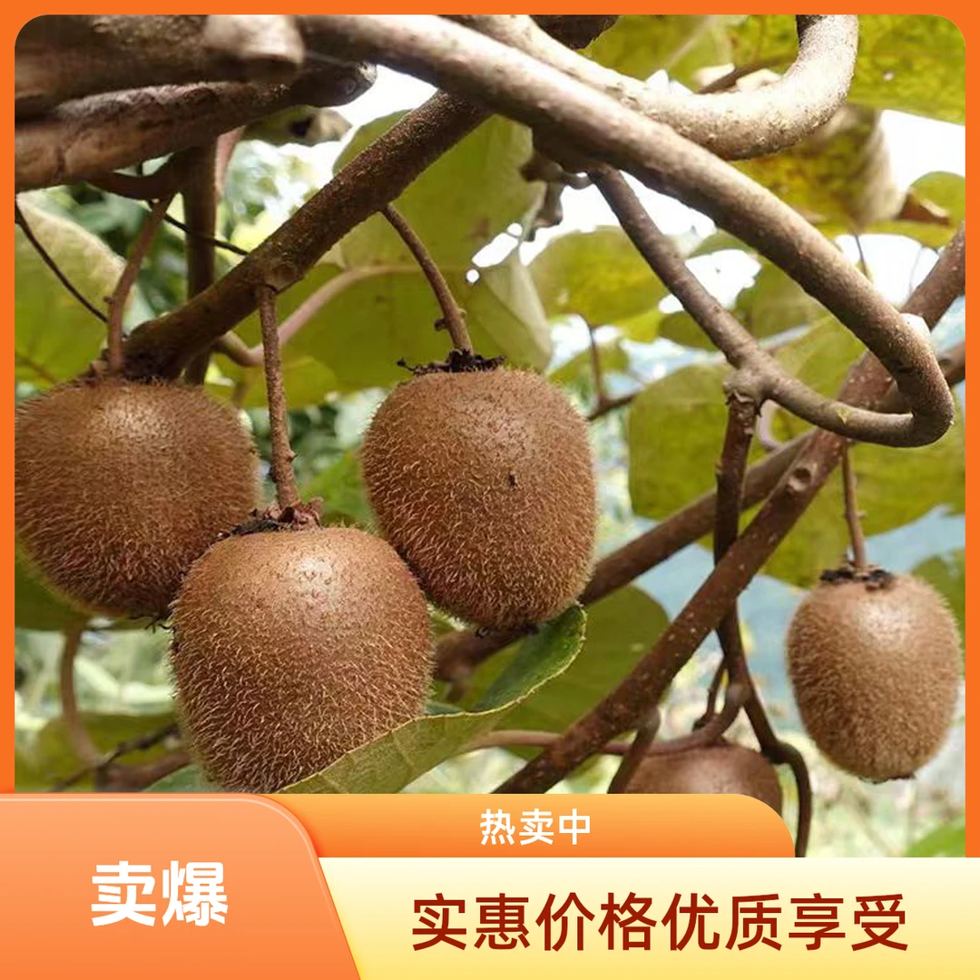 裕河深山纯野生猕猴桃