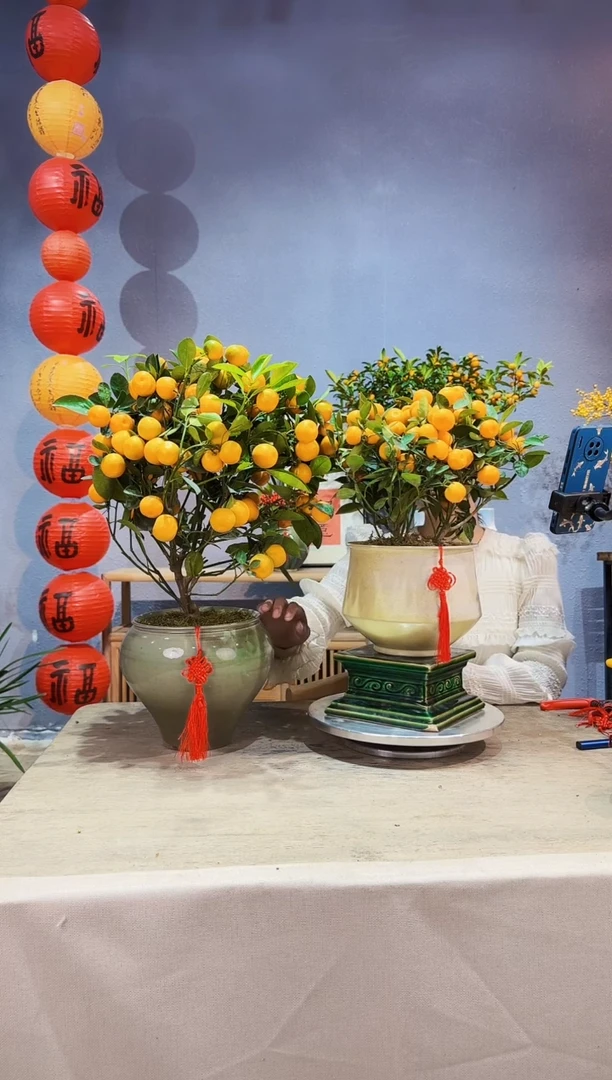 【闪购商品】盆景年桔