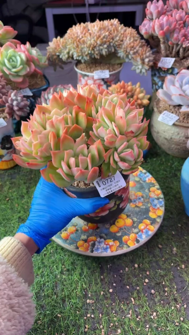 昆明印象多肉0727