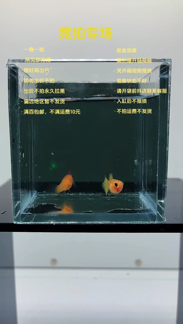 孔雀鱼黄蕾丝玻璃猫一对-47