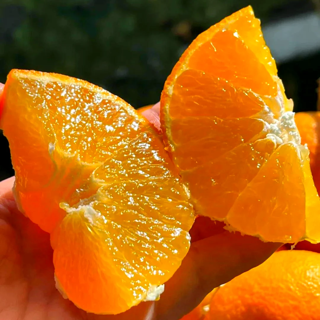 小李师傅家爱媛38号果冻橙正宗四川眉山丹棱果园现摘现发新鲜应季