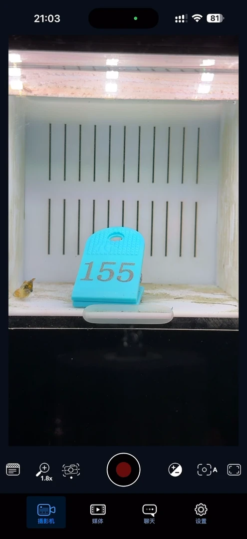 灯科鱼【155】白金隆背柠檬蓝帝