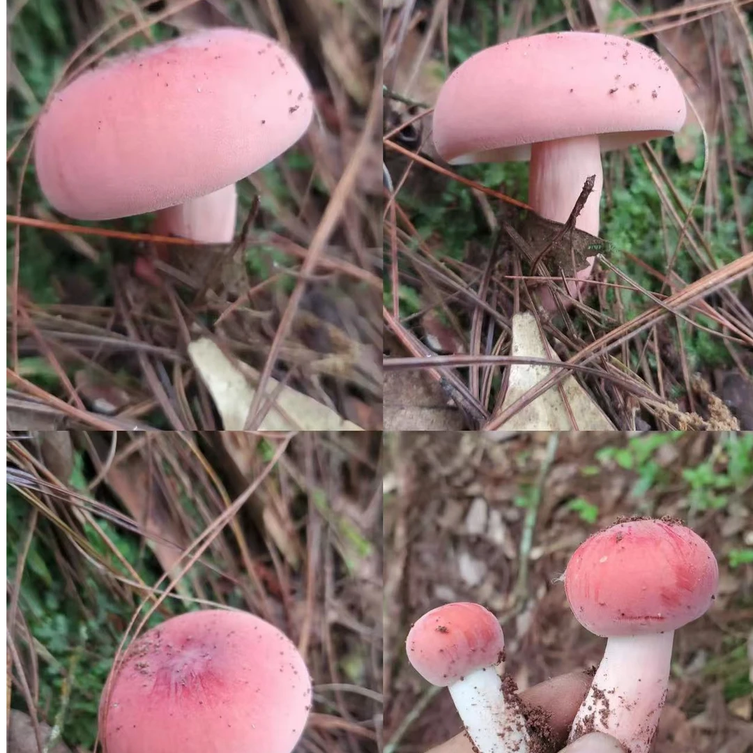 1【S-X】净含量1g-10g【阿徐现收】