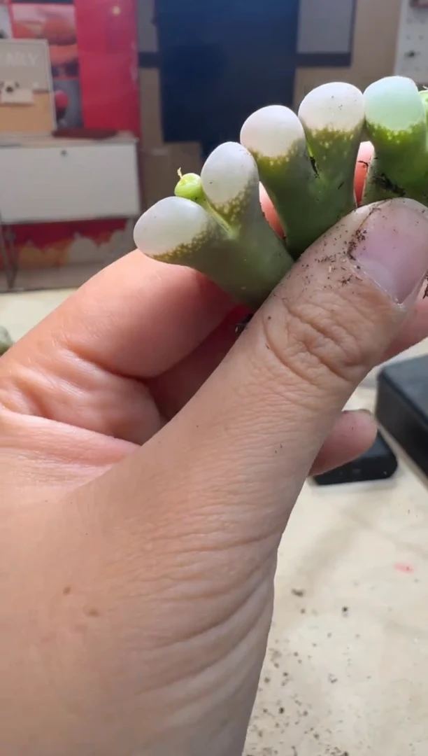 7-133多肉植物肉锥