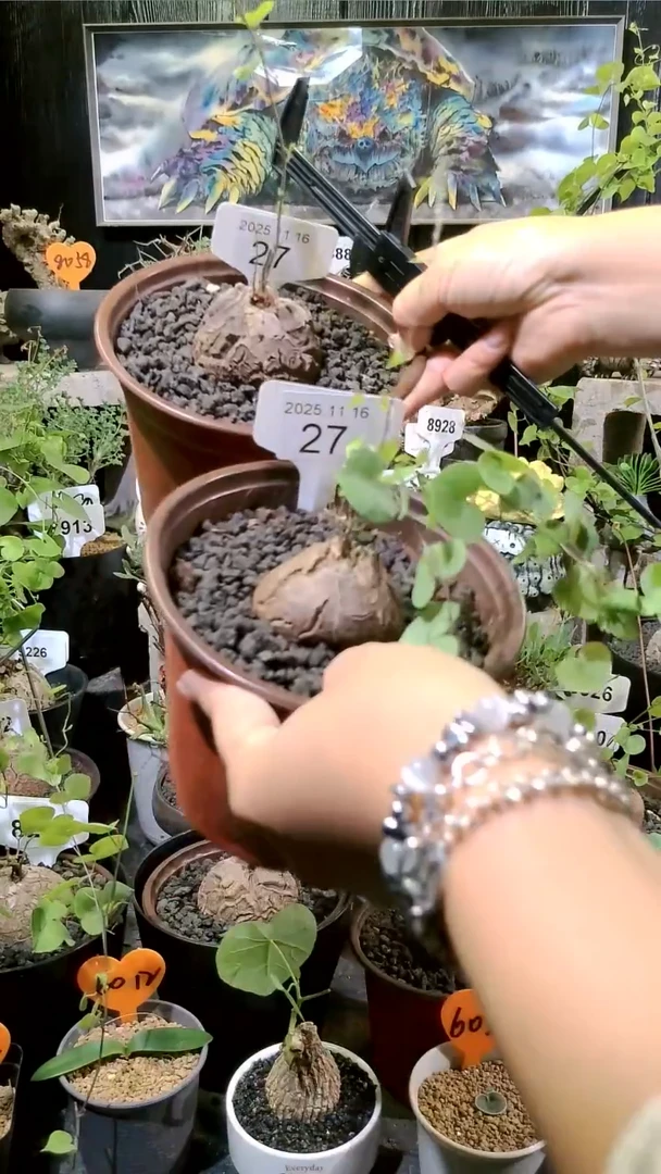 27号1116福利南非龟甲龙买一送一