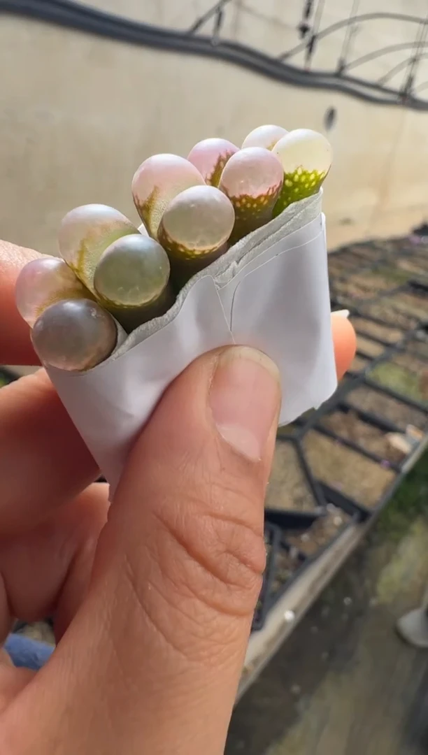 【天津专场】103多肉植物肉锥日本蓝粉一颗