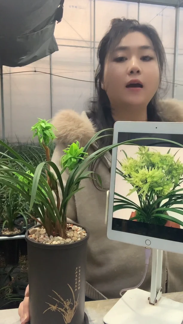 当前无花栽培后可以开花花开富贵5苗带花种好发货