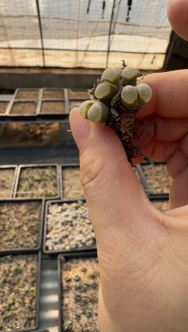 【闪购商品】17-424