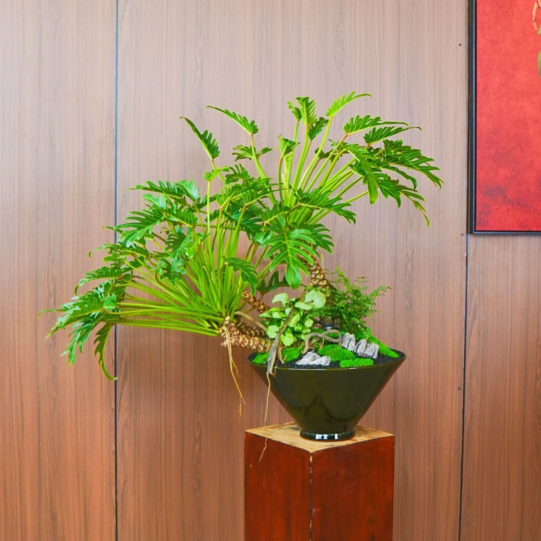 龙鳞小天使老桩春羽土培室内盆栽好养易活办公室观景绿植净化空气