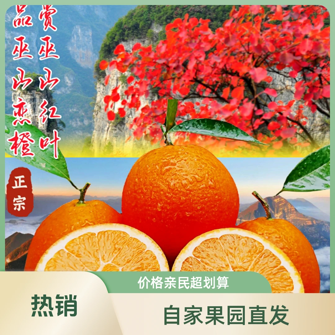 巫山恋橙纽荷尔橙新鲜现摘现发带枝叶发货水果直播脐橙橙子