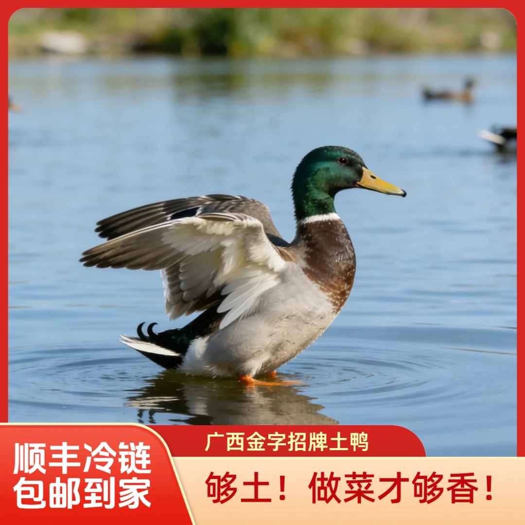 【拍1只多送半只】正宗桂林金牌土鸭水库散养300天土鸭【一只4斤】