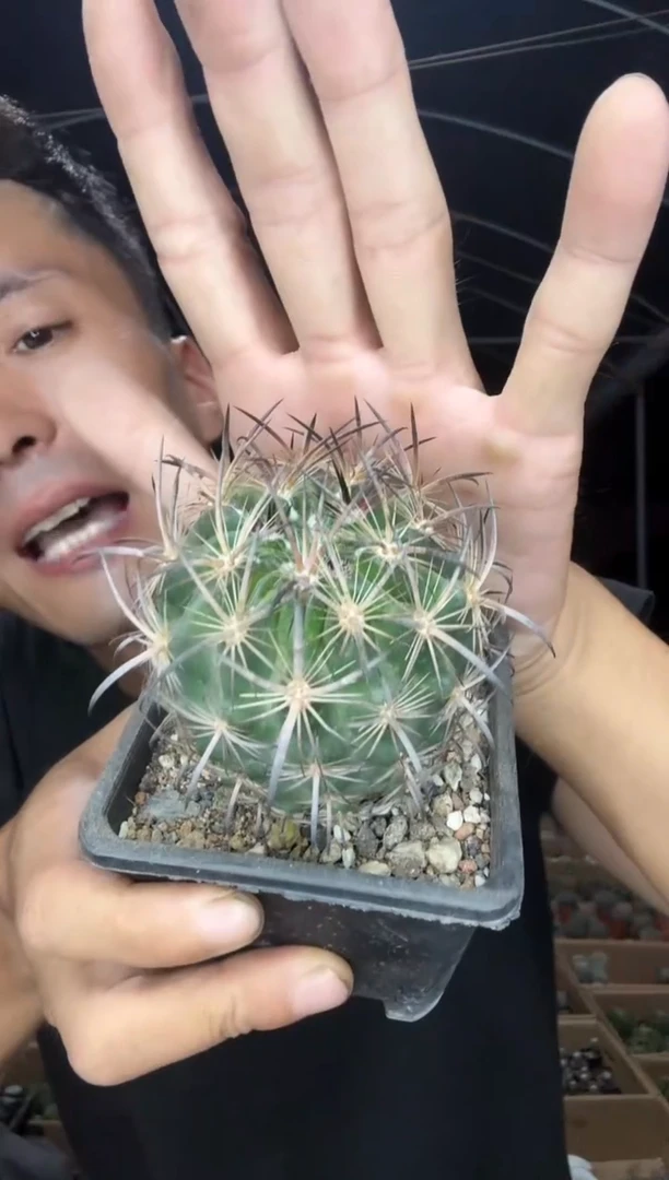 实生大号虎爪玉49.99