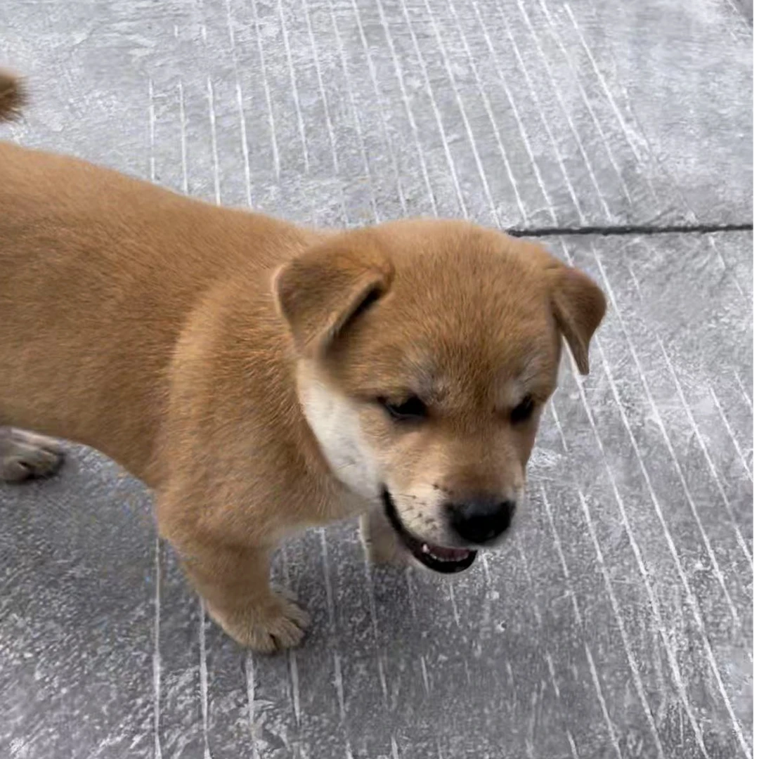 中华田园犬广西土狗 黄狗白面  五黑犬 虎斑犬 直播间一物一拍