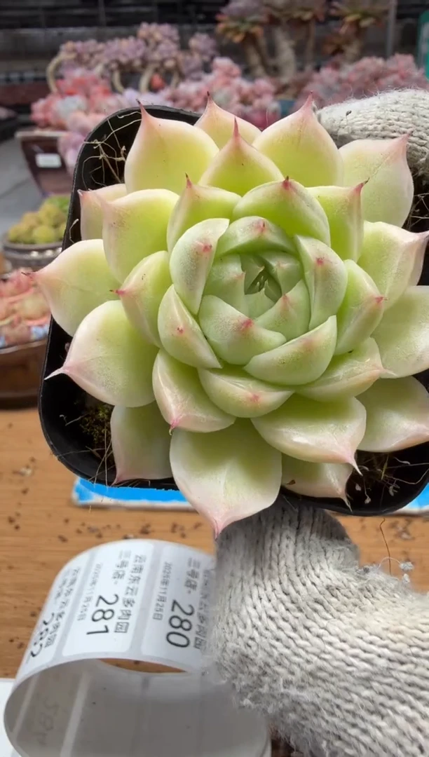 东云多肉园三店-255