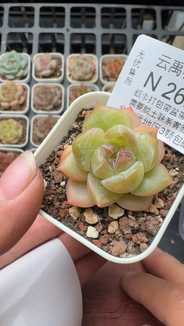 262N带盆土发 当场拍3颗以上包柚 多肉植物 一物一拍