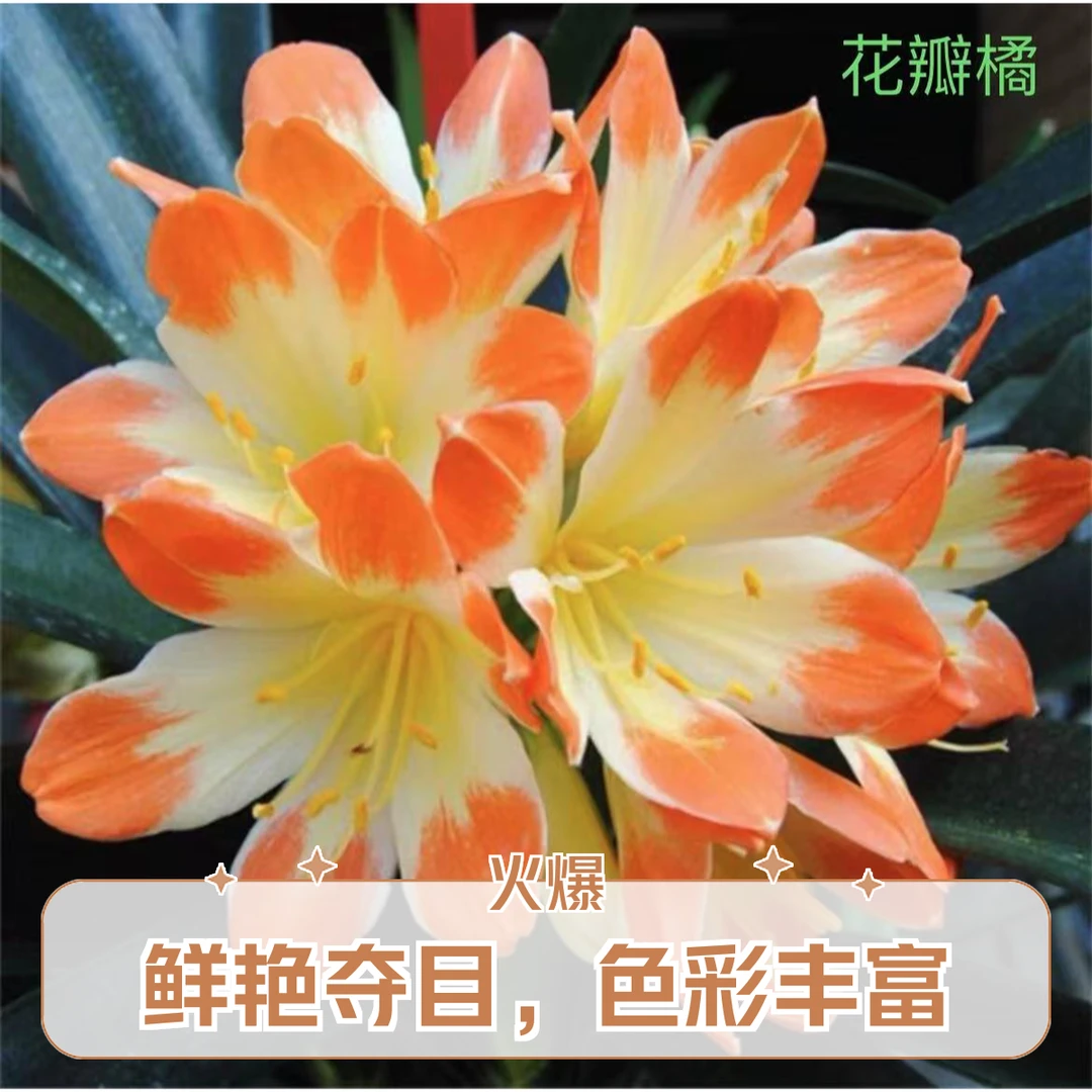 【花瓣橘君子兰】报岁兰茶桌阳台室内室外原盆原土好养绿植