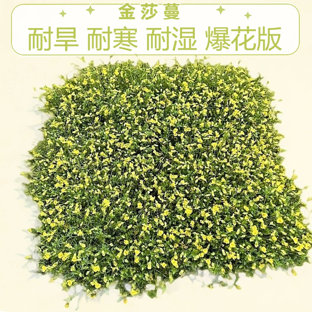 金莎蔓黄金花伏胁花金沙蔓花园庭院多年生花卉地被花境爬地被植物