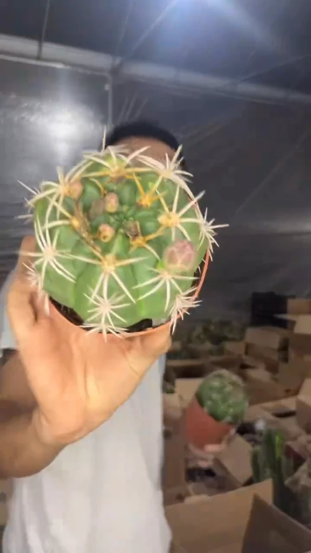 美花 海王【实生根】