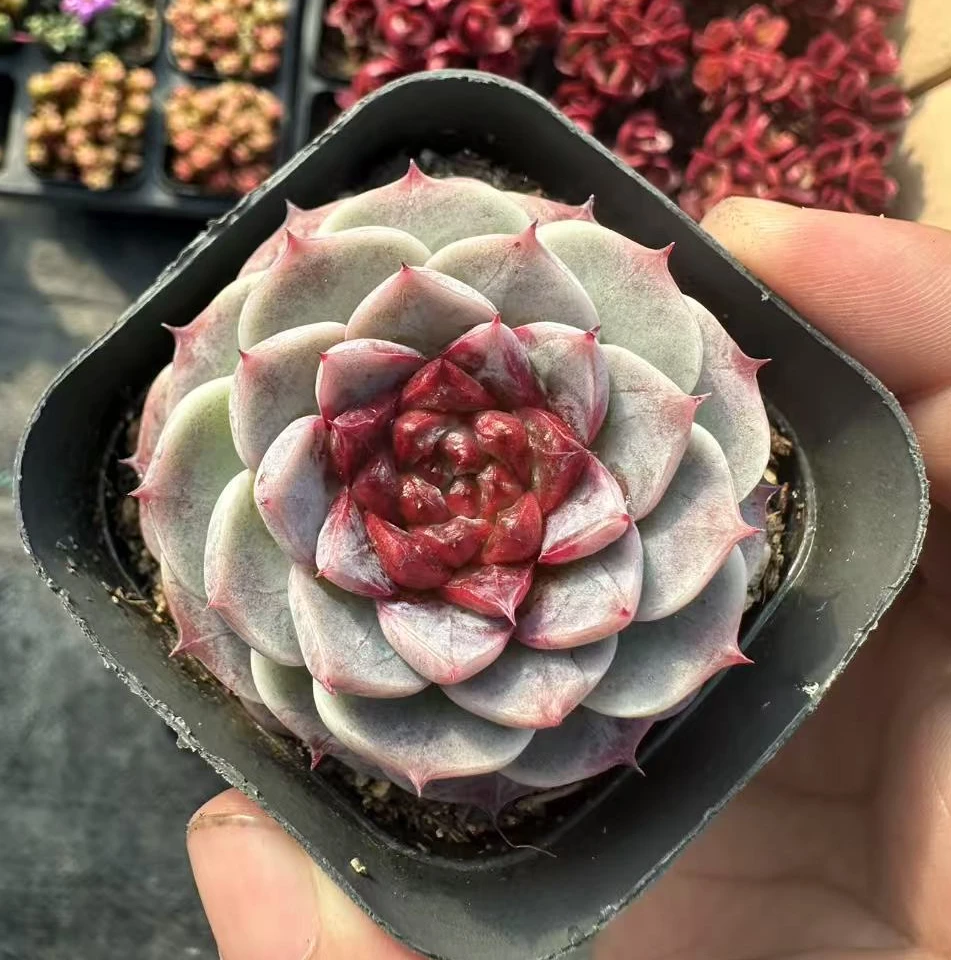 天鹅绒单双混发 带盆发多肉植物 满9.9包邮