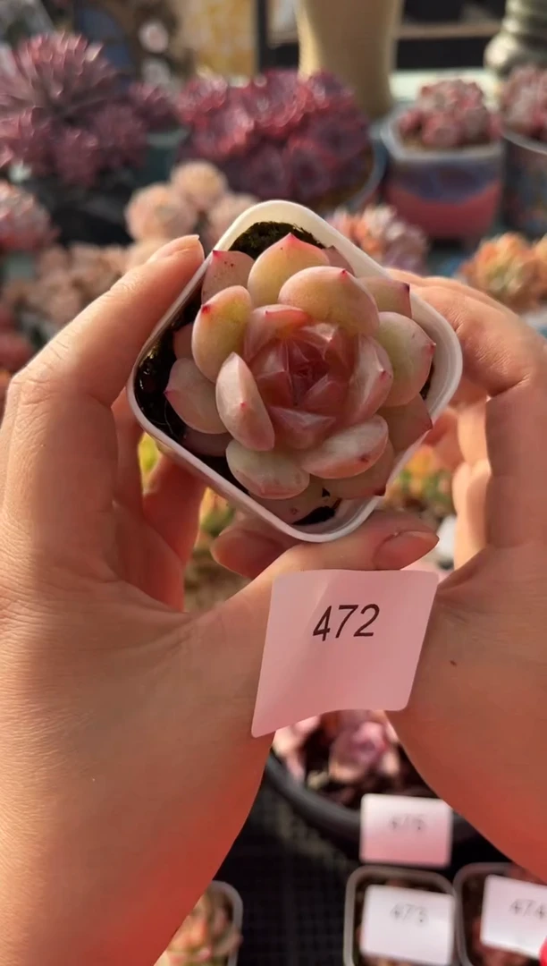 472单头糖心个体多肉