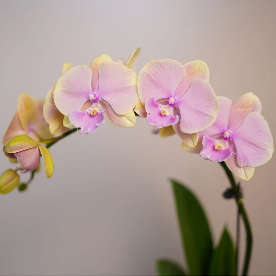 悠花里蝴蝶兰（3.0寸）【芳美传奇】带花带花苞发货