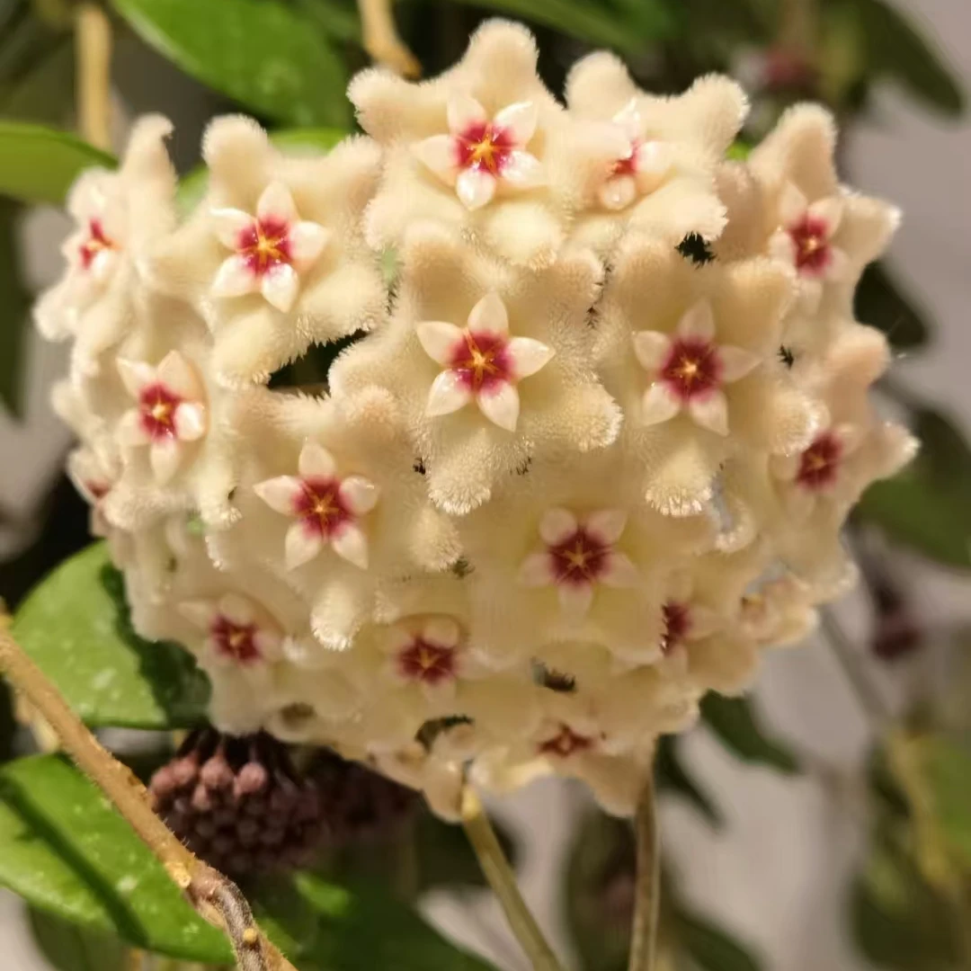 杂交匍匐内锦球兰  室内盆栽