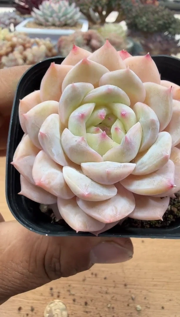 东云多肉园二店-42