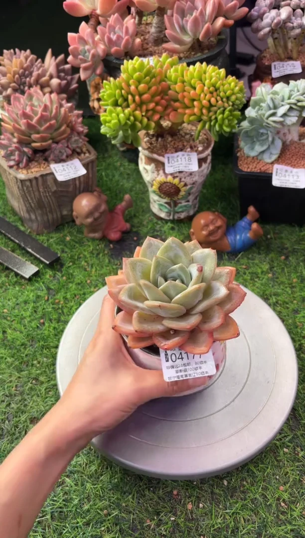 昆明印象多肉04177