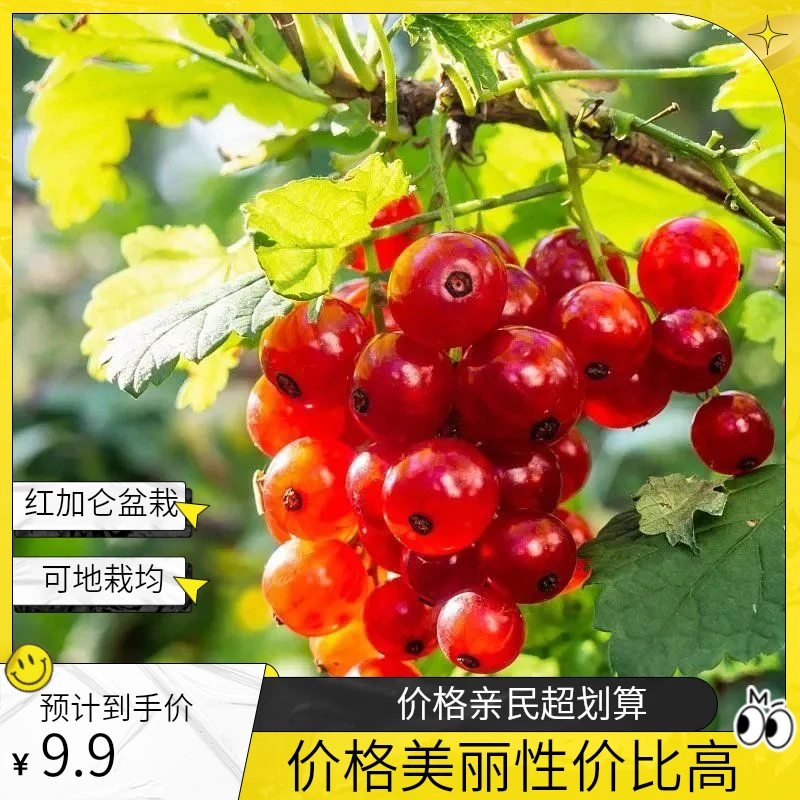 红加仑盆栽地栽均可