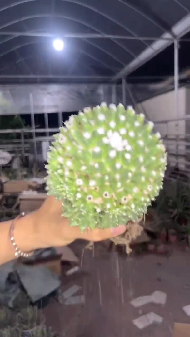 雪糕 带崽【带根】7-10cm