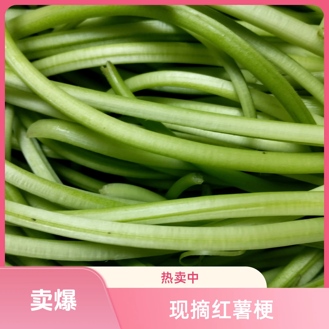 （坏了包赔）新鲜现摘当季自种红薯杆天然健康长寿菜时令蔬菜