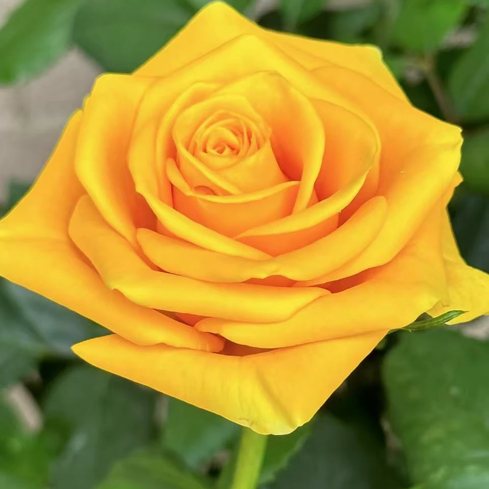 【苏格兰黄油】黄色系高杯月季月季花玫瑰花切花玫瑰庭院盆栽戴安娜