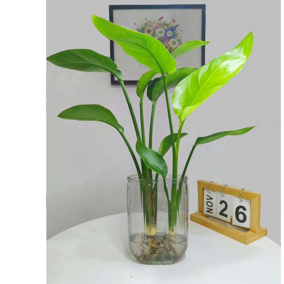 （直播福利）天堂鸟水培绿植带U形瓶室内盆栽桌面观叶植物好养易活