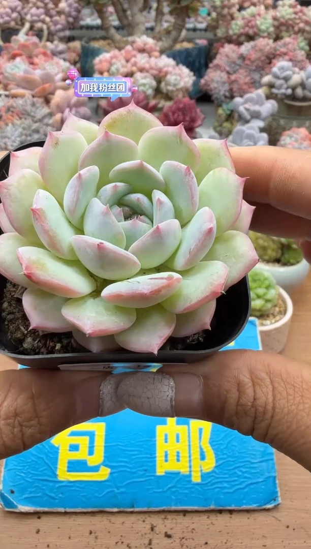 东云多肉园二店-148