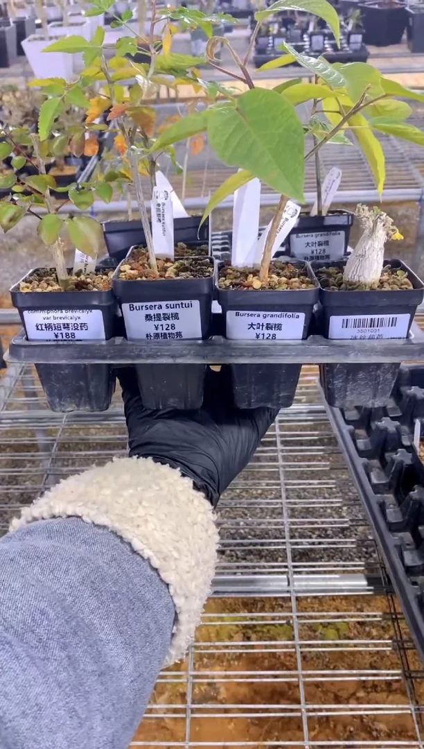 【闪购商品】桑提+大叶裂榄+冰丝葫芦+红柄短萼没药