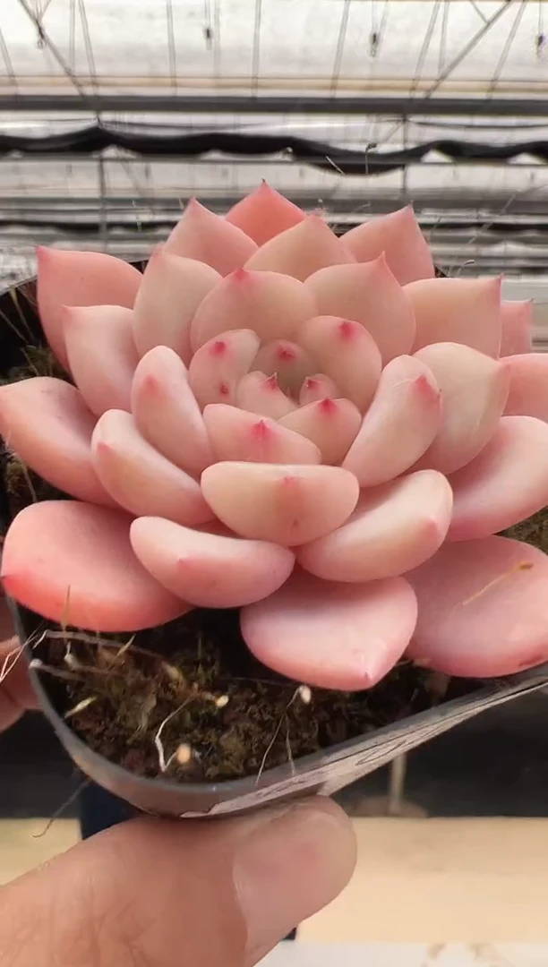 【闪购商品】新款多肉-4（吉光梦）