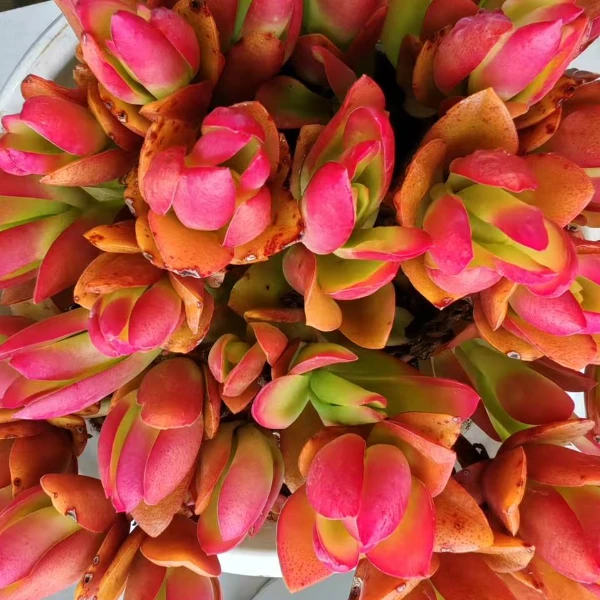 火炬 新手必拍 新手好看好养 昆明发货精品多肉植物