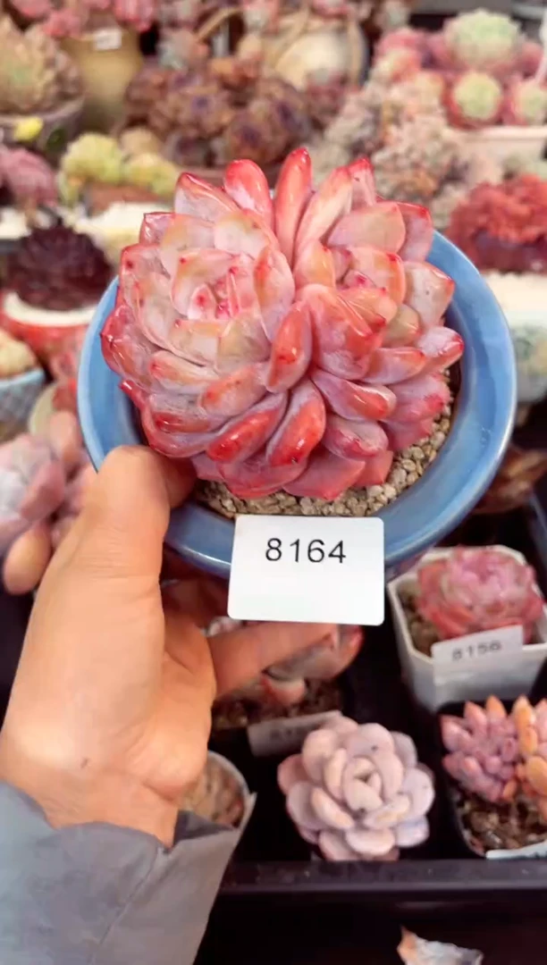 【闪购商品】8164双心橙子多肉