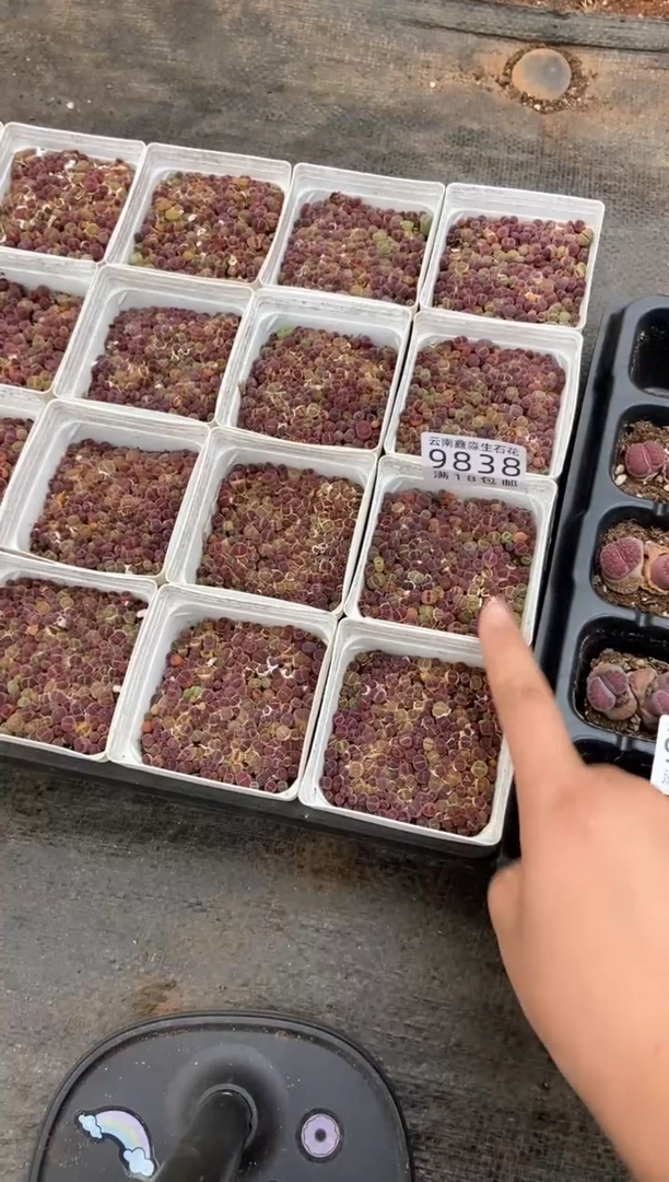 9838特价紫混一盒个头小量拍