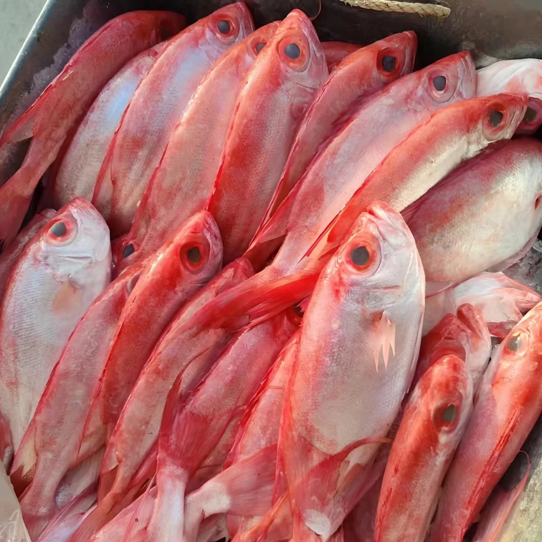 福建本港野生海捕红目莲2.5斤-3斤/4条左右