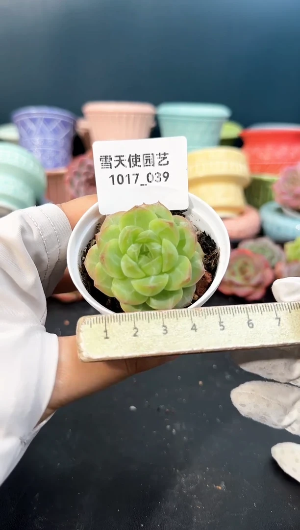 1017- 039 青山 （冠幅 5 cm）