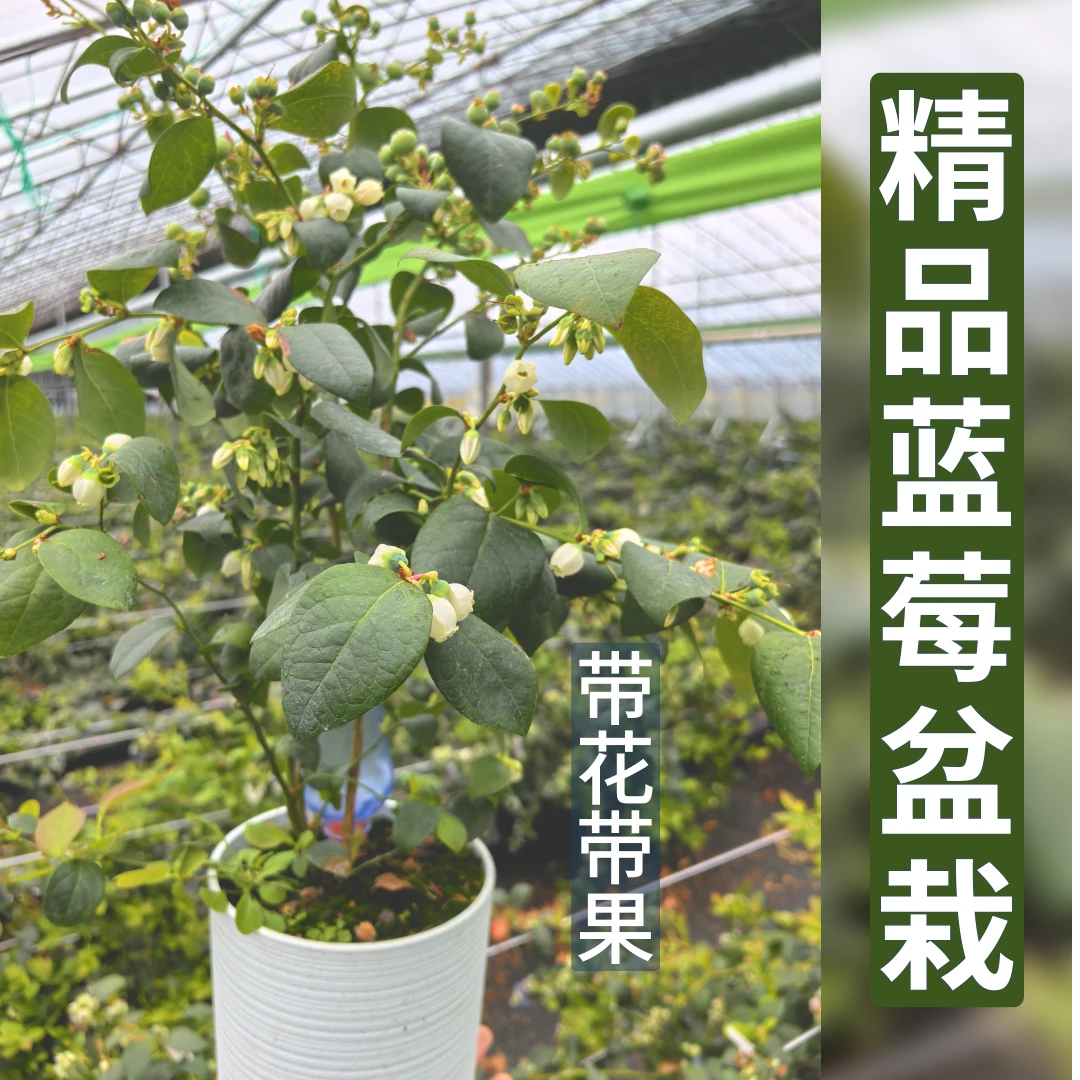 蓝莓盆栽 | 办公室桌面绿植家庭阳台盆栽四季易活超大蓝莓