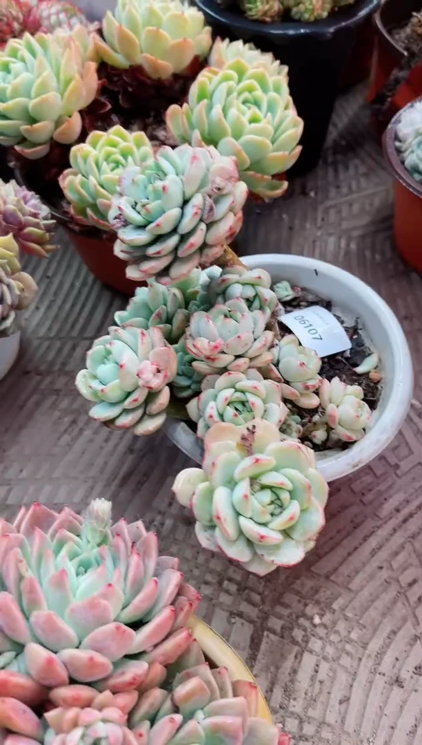 【闪购商品】06107