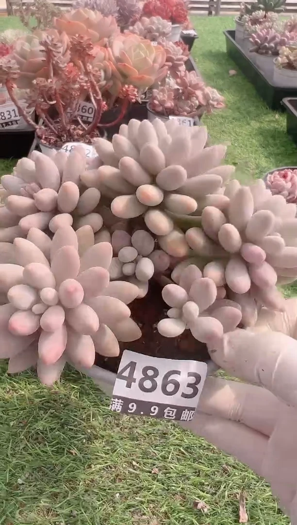 【闪购商品】信福多肉一物一拍