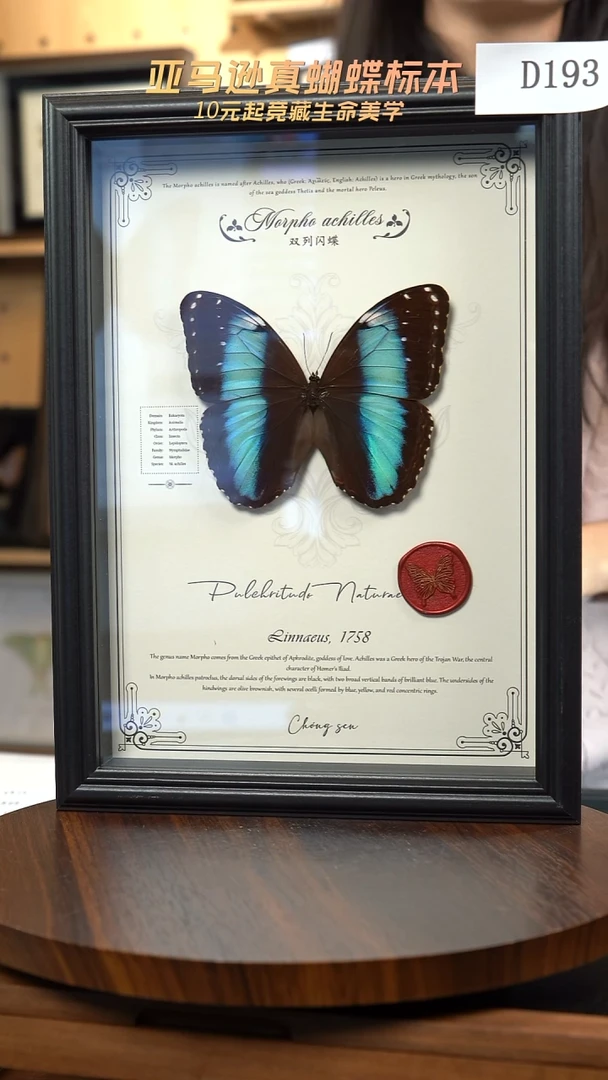 蝴蝶标本摆件竞拍双列闪蝶D193