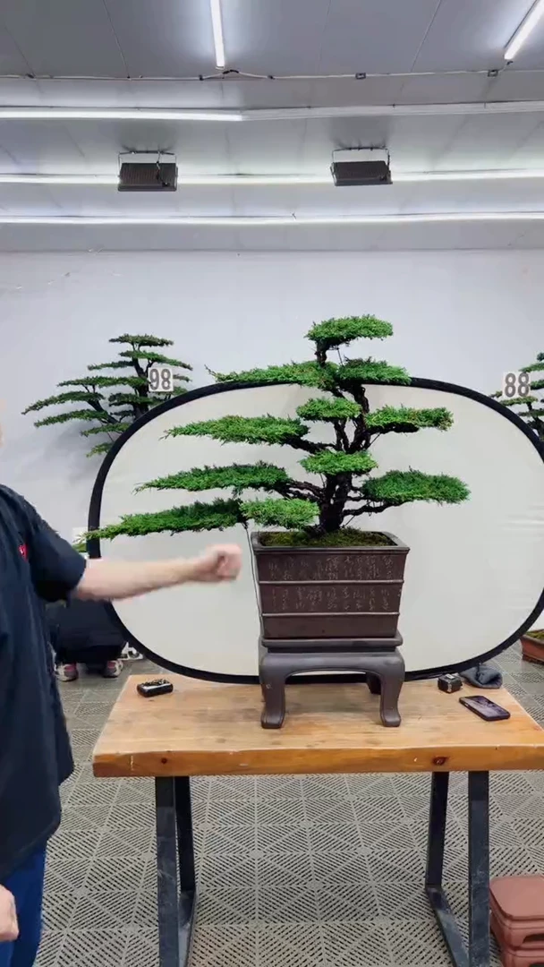 无花朵造型盆景一物一拍